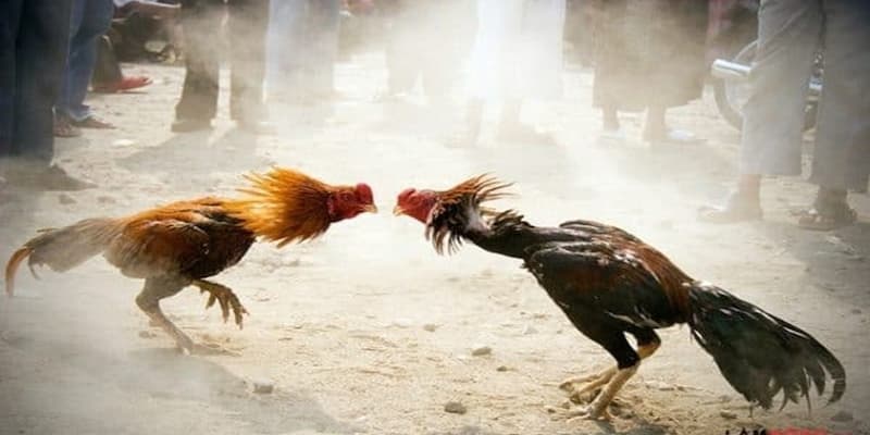 đá gà phillipine Kinh nghiệm nâng cao hiệu quả khi chơi đá gà Phillipine