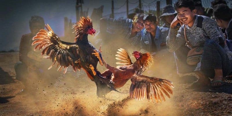 Tổng quan về đá gà C2 SOC88